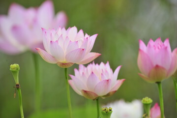 Fototapeta premium pink lotus in the pond