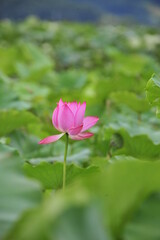 pink lotus in the pond