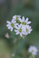 Obraz premium Dreamy soft white flowers in garden 