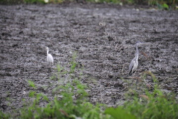 Egret and heron