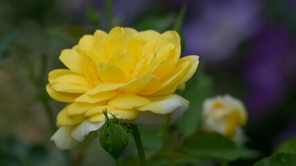 Yellow rose full bloom in garden 
