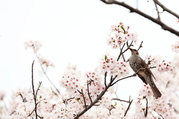 満開の桜の花とヒヨドリ