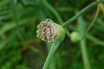 one onion bud on a green stem in a summer garden