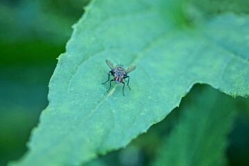 big gray fly sits on a green leaf of a plant in a summer park