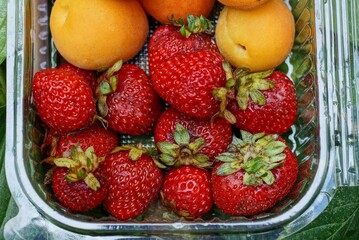 yellow apricots and red strawberries in a plastic box stands on green leaves