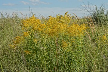 yellow wild flowers on green stems in tall grass against a blue sky