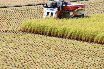 コンバインで新米の収穫作業中
