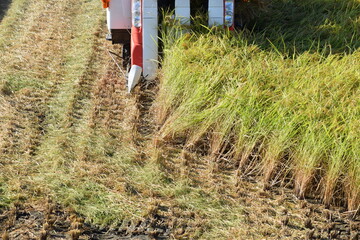 コンバインで新米の収穫作業中