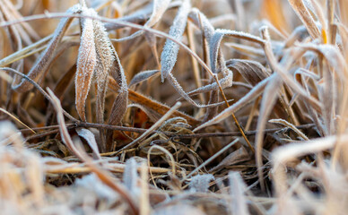 frozen grass