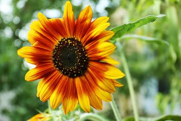 Beautiful sunflower blooming on summer day, closeup