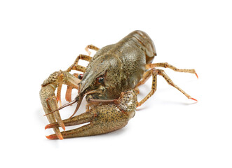 Fresh raw crayfish isolated on white. Healthy seafood