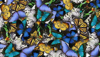 Many different bright butterflies as background. Beautiful insect