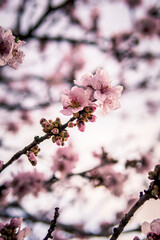 cherry blossom in spring