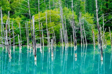 Fototapeta na wymiar 美しい青い池