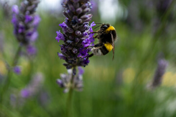 bee on lavender flower