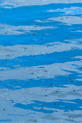 Viele Wasserläufer auf Wasser mit Spiegelung des blauen Himmels im Hochformat