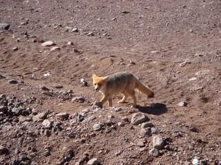 fox in bolivia altiplano
