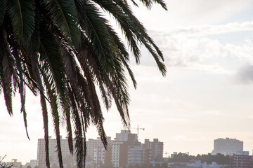 Palmera cerca del mar con una ciudad de fondo