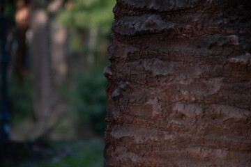 tronco de palmera con desenfoque de naturaleza al fondo