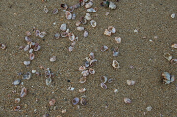 sand and shells