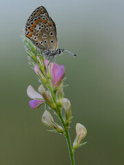 Polyommatus icarus - diurnal butterfly on the forest flower in the dew in the first rays of the sun