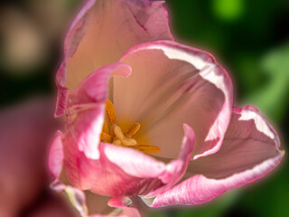 Fototapeta na wymiar Inside Tulip