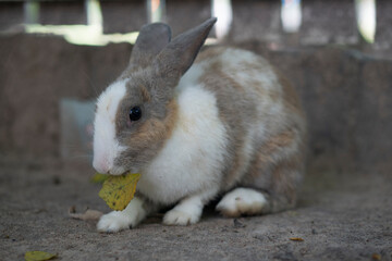 White-gray rabbit sitting on the ground eating leaves.