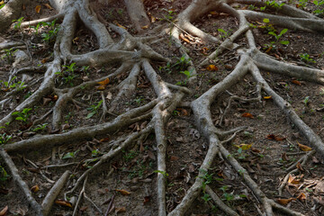 Nature background of creeping roots back and forth on the ground