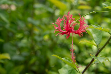 Fringed Hibiscus red flower alone on the tree. with blurred nature background green color.