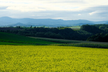 丘からの美しい眺望