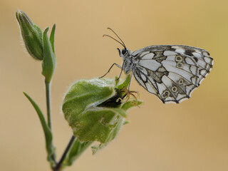 Melanargia galathea butterfly on a dry blade in the early morning on a forest glade