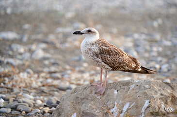 female seagull resting over a rock in the beach