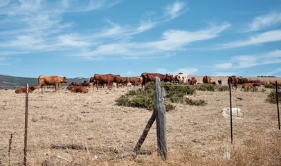 Fototapete Strand Bolonia, Tarifa, Spanien vieh von kühen, die während der reise zum bolonia beach gesehen wurden