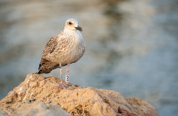 portrait of a female seagull posing on the beach rocks