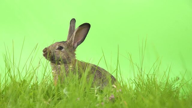 Sweet adorable cute brown furry and fuzzy domestic rabbit, hare, jackrabbit, with tall ears sitting and eating alone in blades of grass field with green background, static close up profile
