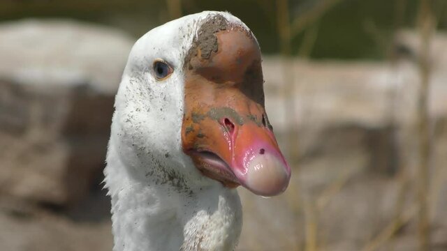A close-up view of an African goose