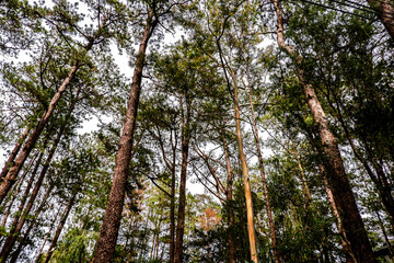 Looking up view of Tall Pine Trees