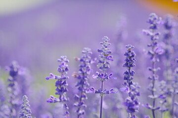 美しい紫の花