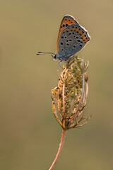 The common blue butterfly Polyommatus icarus  on a glade on a summer day on a  field flower
