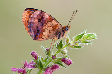 Brentis Daphne butterfly in the early morning on the forest flower in the meadow