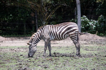 Fototapeta na wymiar A zebra eating grass alone in a sunny day.