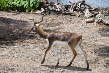 A Thomson's gazelle (Eudorcas thomsonii) is walking near the lake on a sunny day