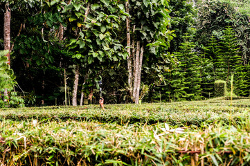 Escaping a bamboo maze with go pro camera