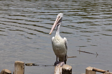 A Pelican perched on a concrete bar near the lake.