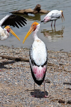 The Painted Stork or Mycteria leucocephala  Wild Animals. Birds near  the lake.
