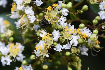 Crape myrtle flowers close-up image / Lythraceae deciduous tree	
