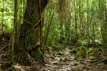 Road to La Junta, Cochamó, Chile