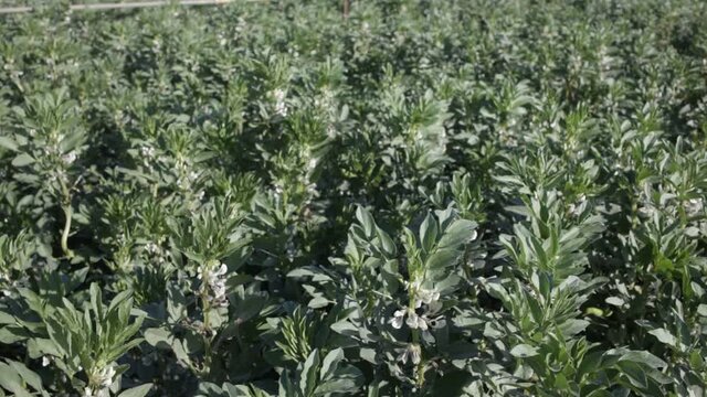 Closeup of blooming vicia faba plants on farm field. Cultivation of organic legumes