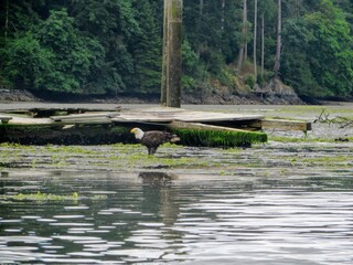 Fototapeta na wymiar A bald eagle or Haliaeetus leucocephalus standing on the muddy shore at low tide looking for food surrounded by forest in the Saanich inlet, British Columbia, Canada