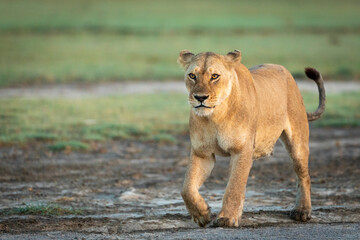 Lioness walking in muddy road in Ndutu in Tanzania